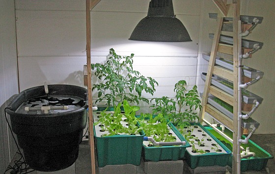 Aquaponics Unsustainable Flaw | Our Edible Suburb