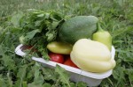 Fresh-Garden-Vegetables_Natural__IMG_5191-580x386